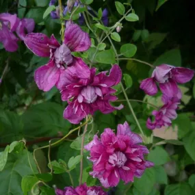 Clématite 'purpurea plena elegans' - clematis viticella 3l